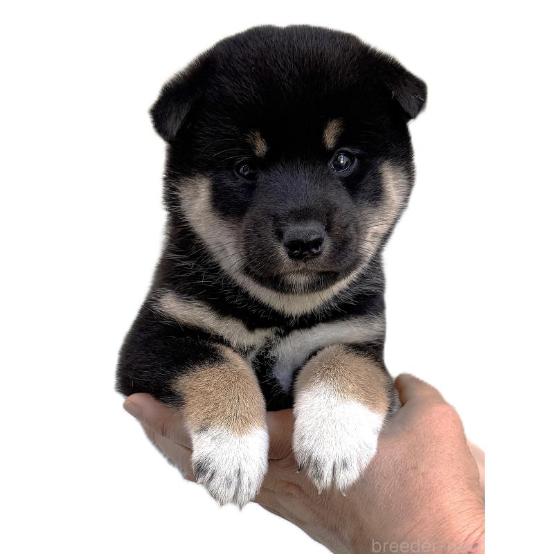 販売中の宮城県の柴犬-416652の5枚目